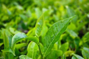 propiedades aceite árbol de té