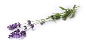 lavanda
