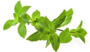 menta